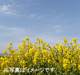 飯山市の菜の花まつり